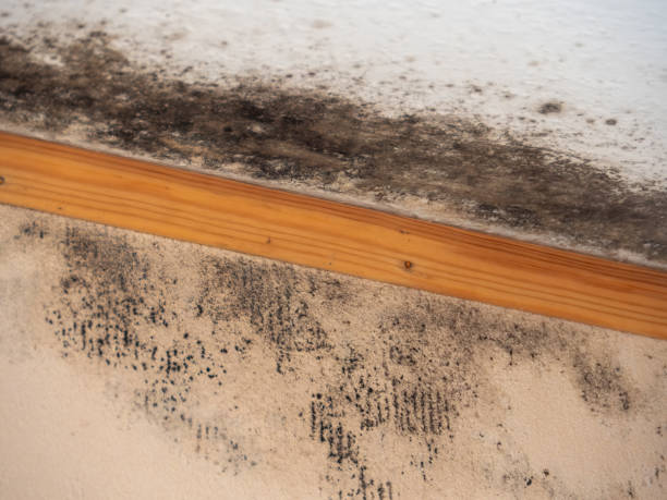 Best Post-Remediation Verification Testing  in , MT